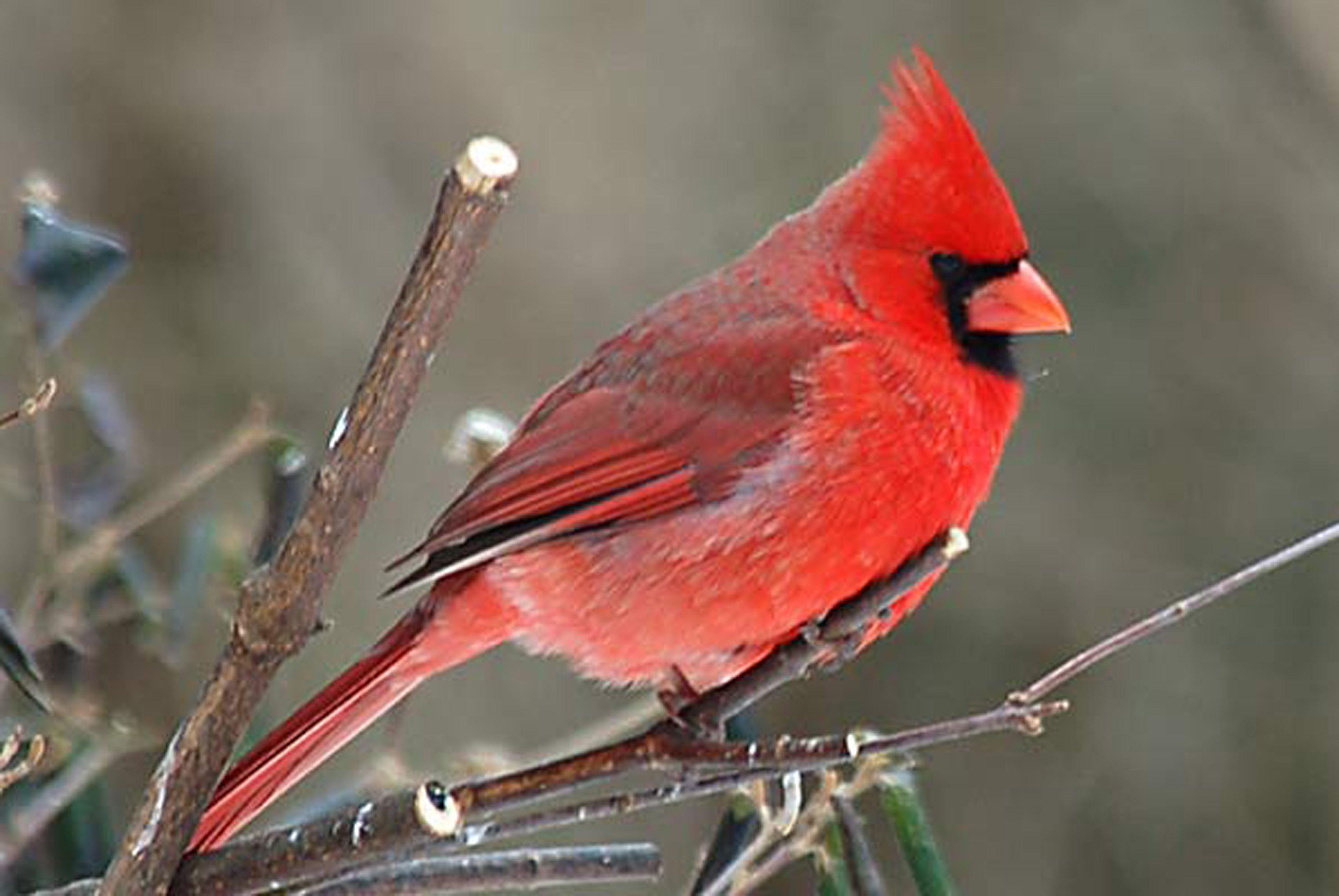 Cardinal Bird Wallpapers - Wallpaper Cave