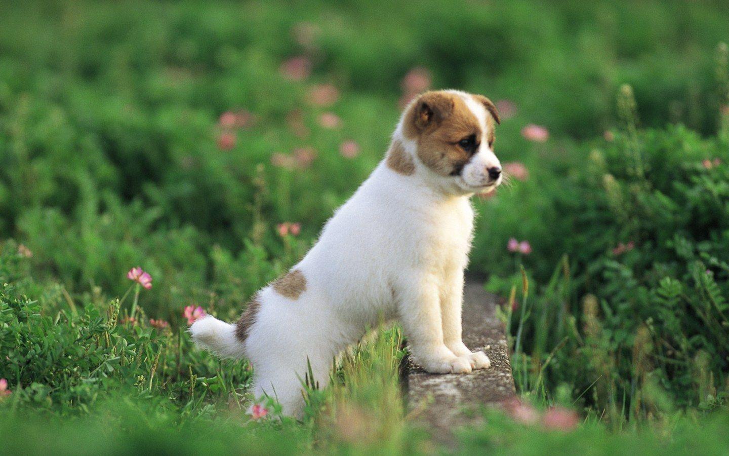 image of dogs and puppies cute wallpaper