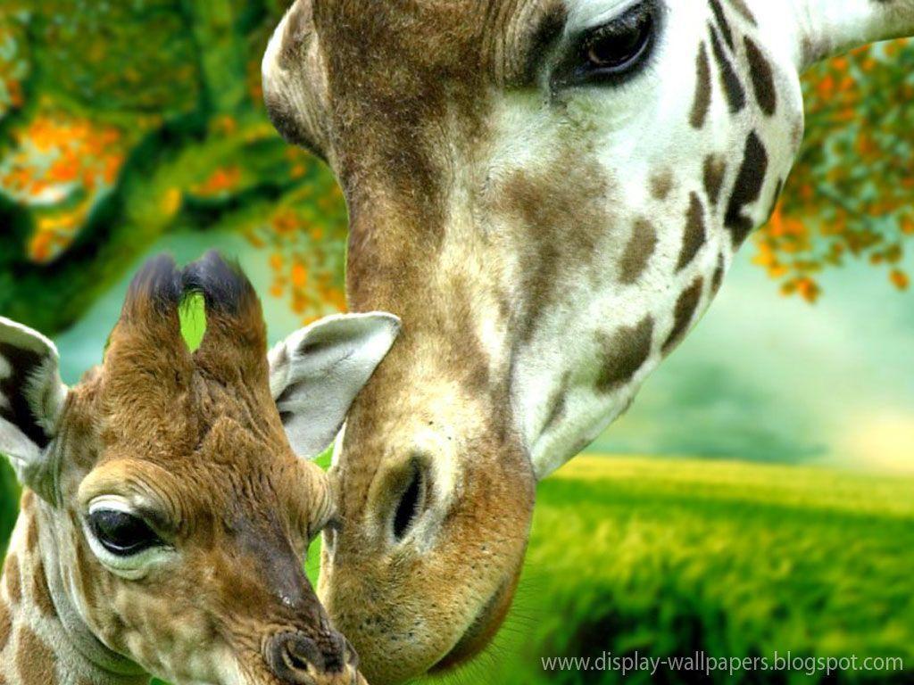 Cute Animals Wallpaper Download. Download Wallpaper, Desktop