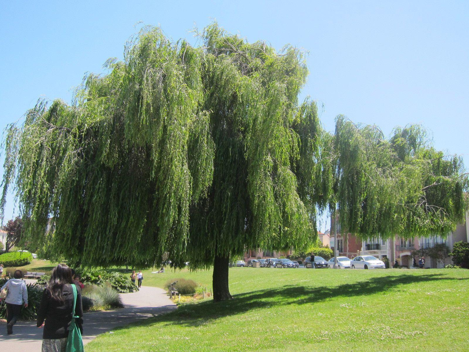 image For > Weeping Willow Tree Wallpaper