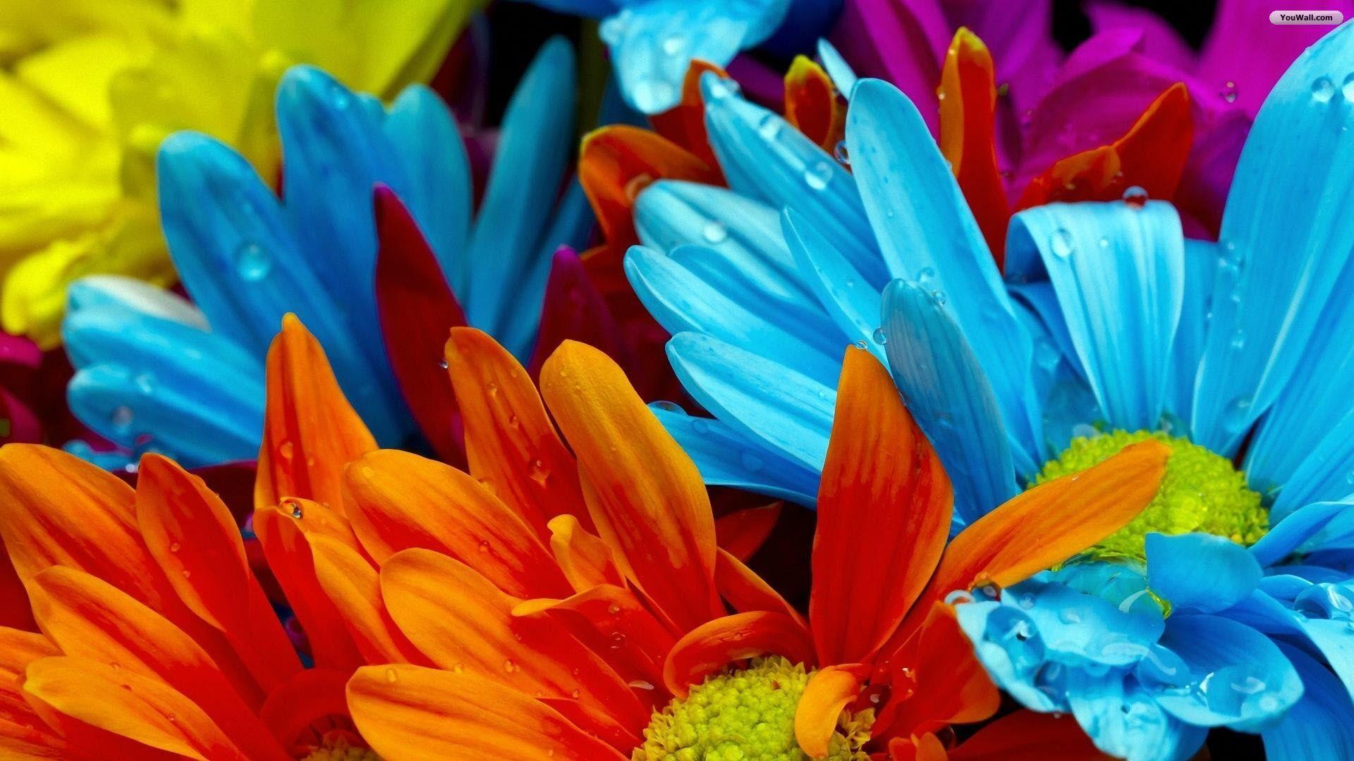 Colorful Flowers wallpaper
