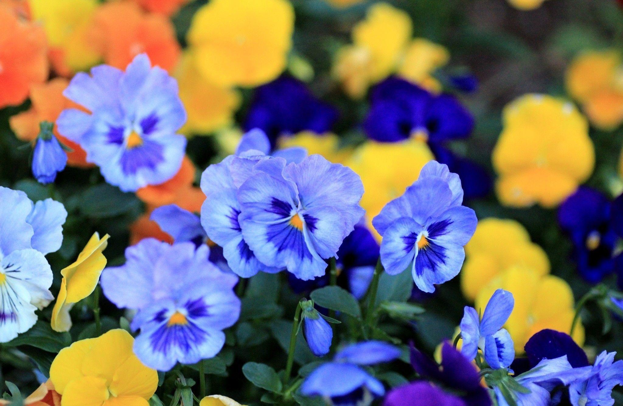 Pansy viola flowers blue petals wallpaperx1337