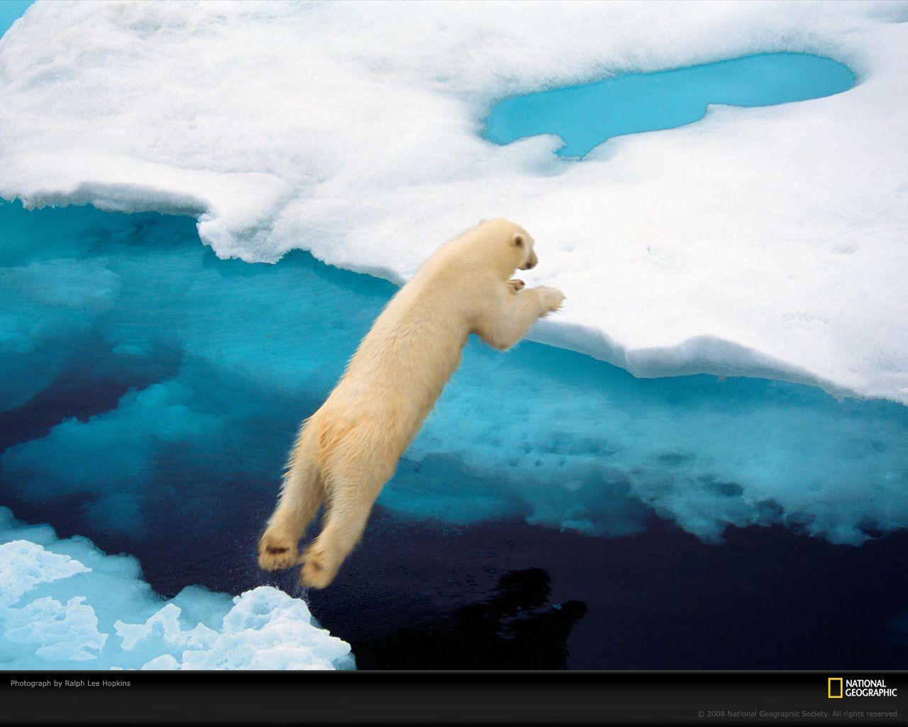 Polar Bear Photo, Life in Color: Blue Wallpaper, Download, Photo
