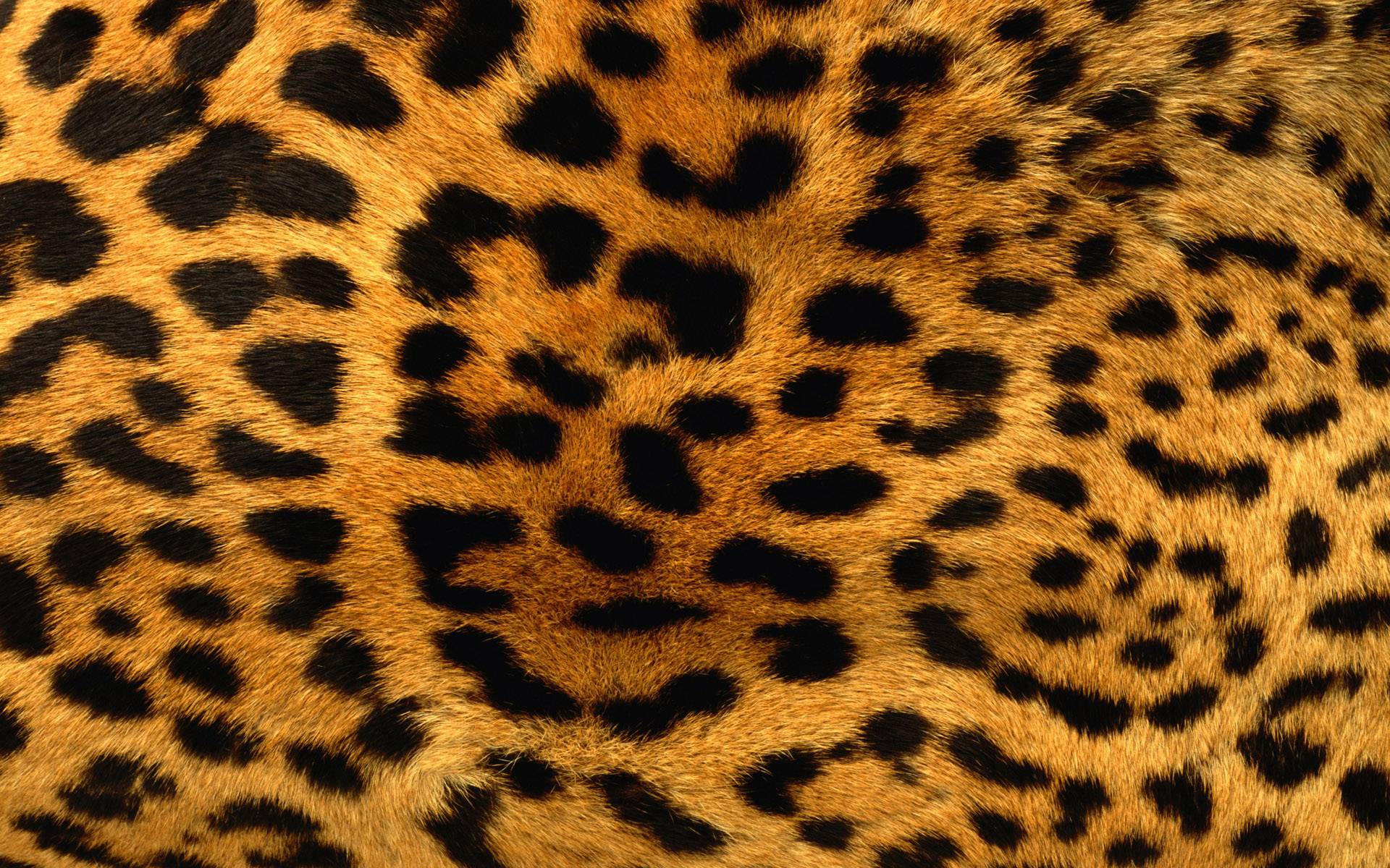 Free Furry Leopard Print Wallpaper, Free Furry Leopard Print HD