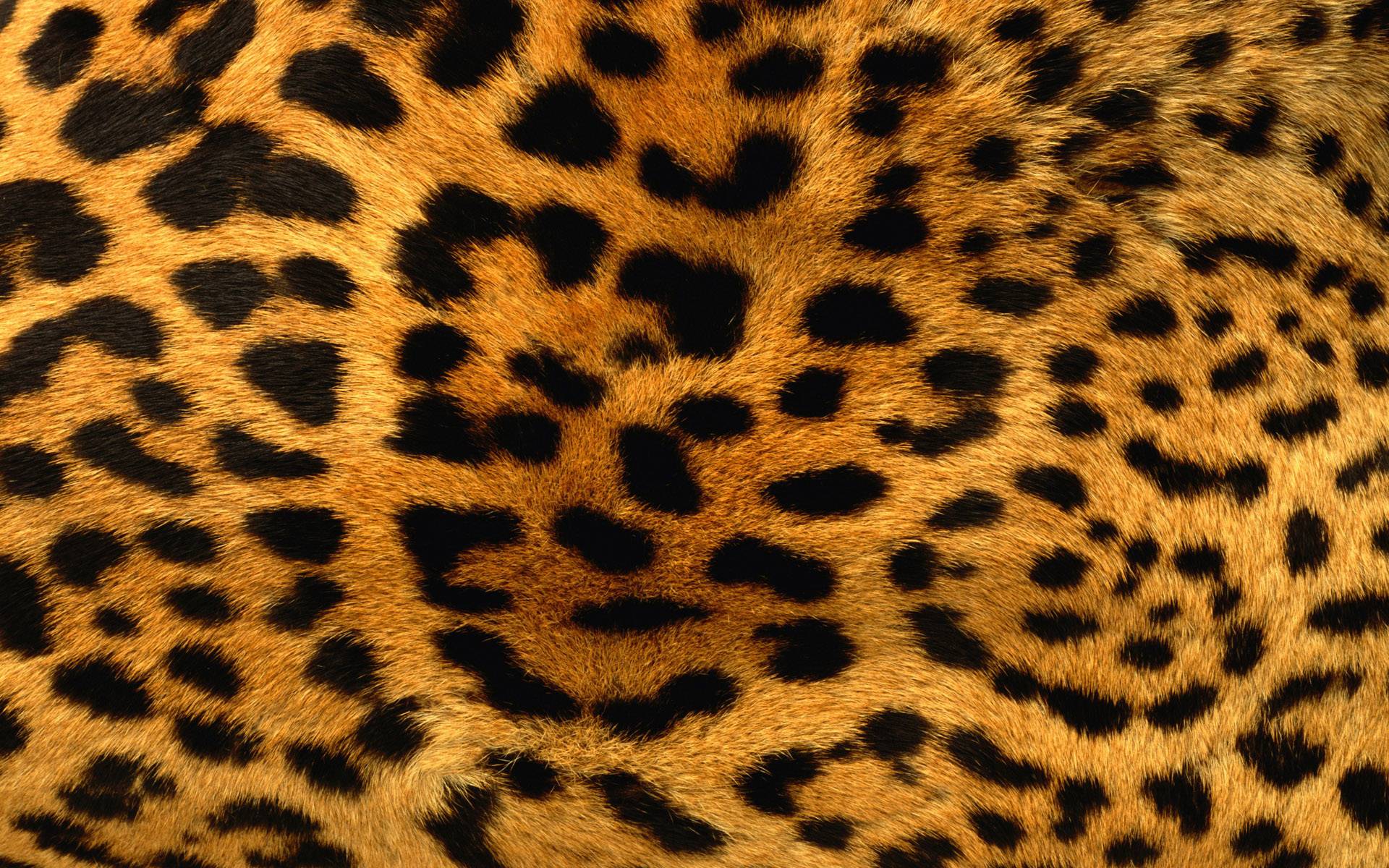 Animal Print Desktop Backgrounds - Wallpaper Cave