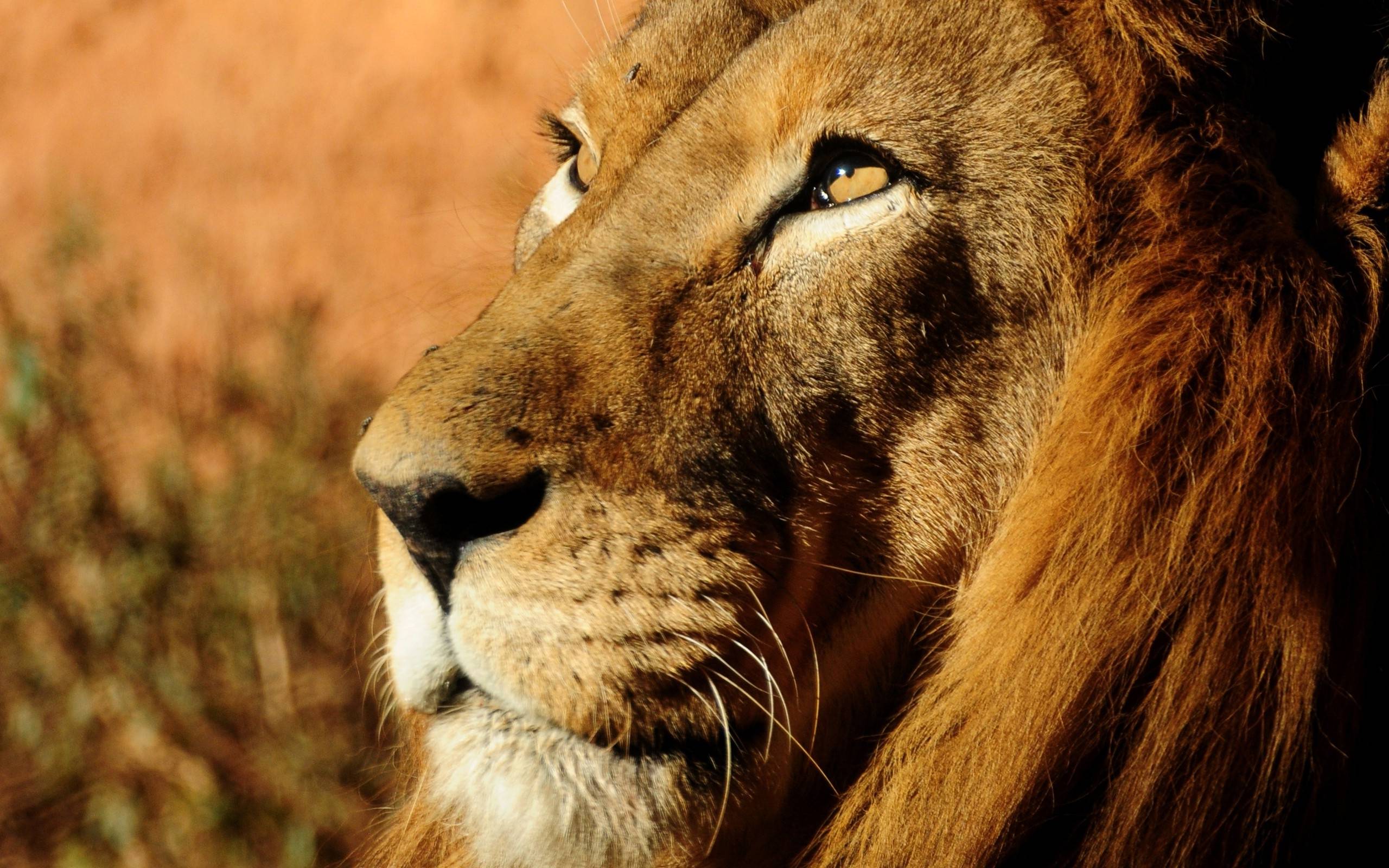 Side Face Portrait of African Lion Free and Wallpaper
