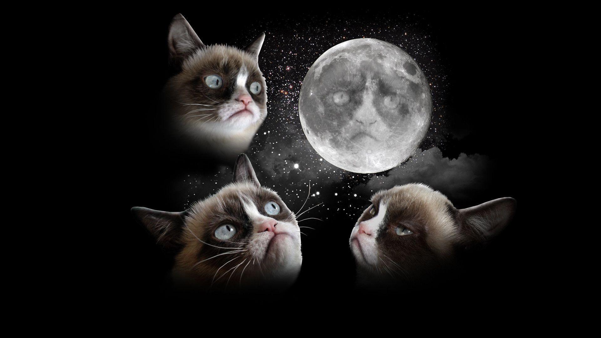 Wallpaper For > Grumpy Cat iPhone Wallpaper