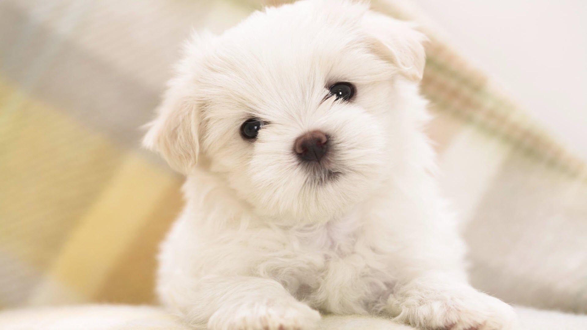 White Baby Dog Wallpaper