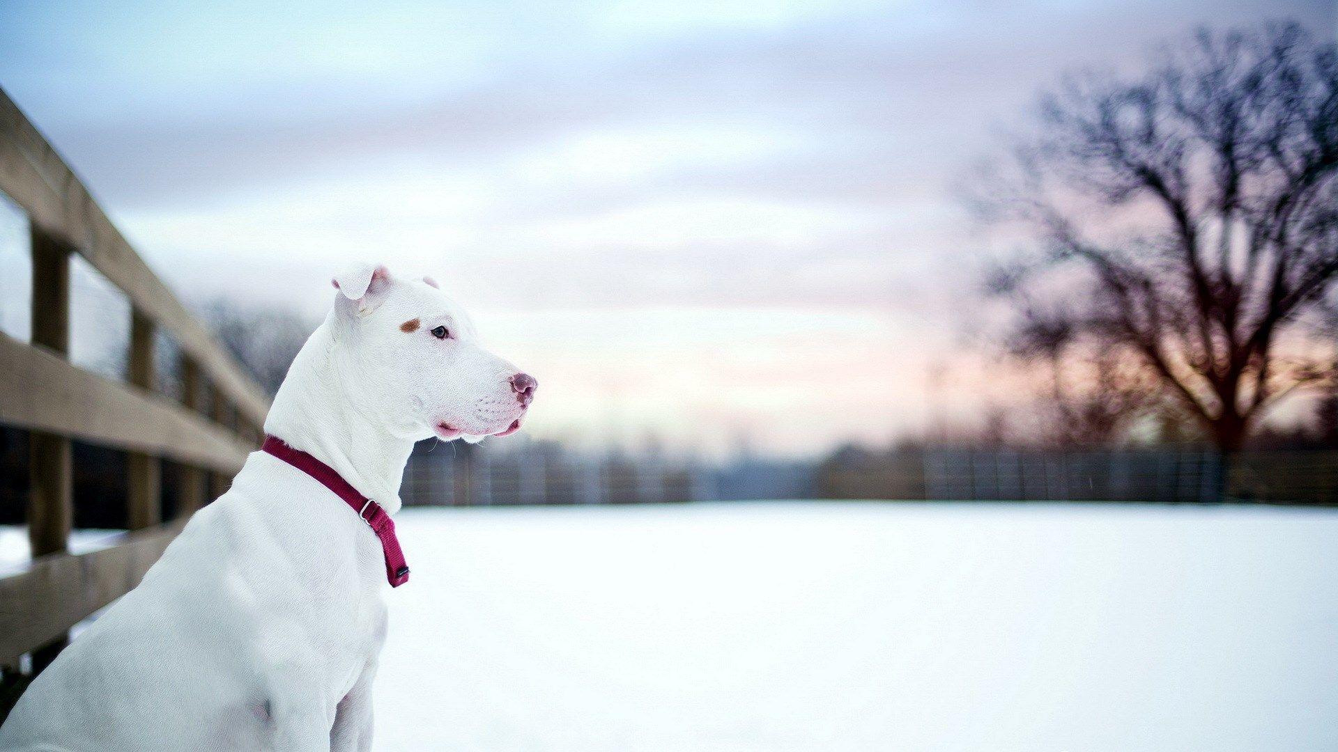 Pit Bull Dog Friend Winter Snow Fence HD Wallpaper