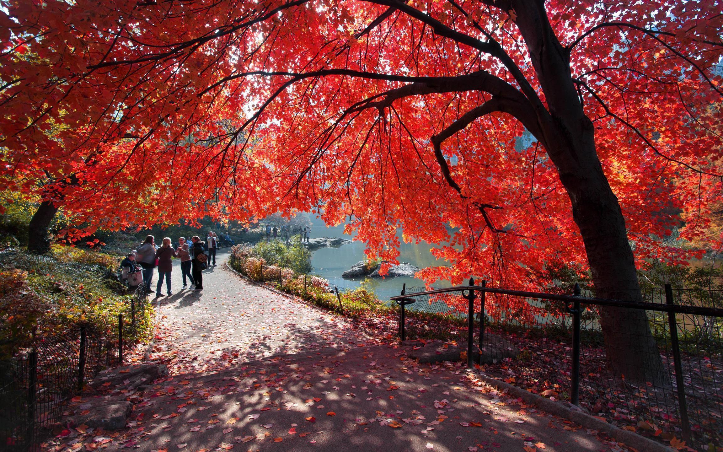 Cherry Umbrella, United States, New York City, Central Park, Red