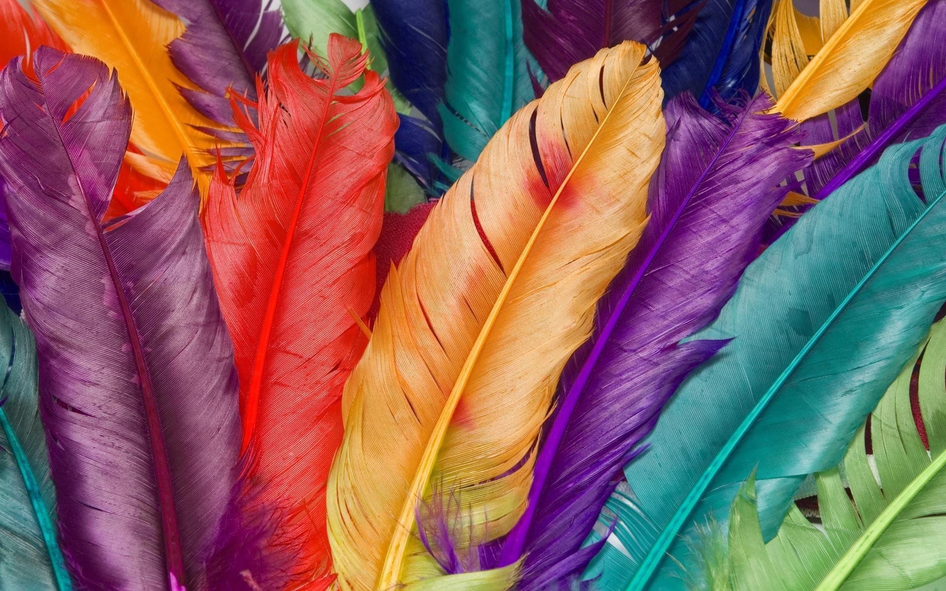 HD Multicolor Feathers Wallpaper
