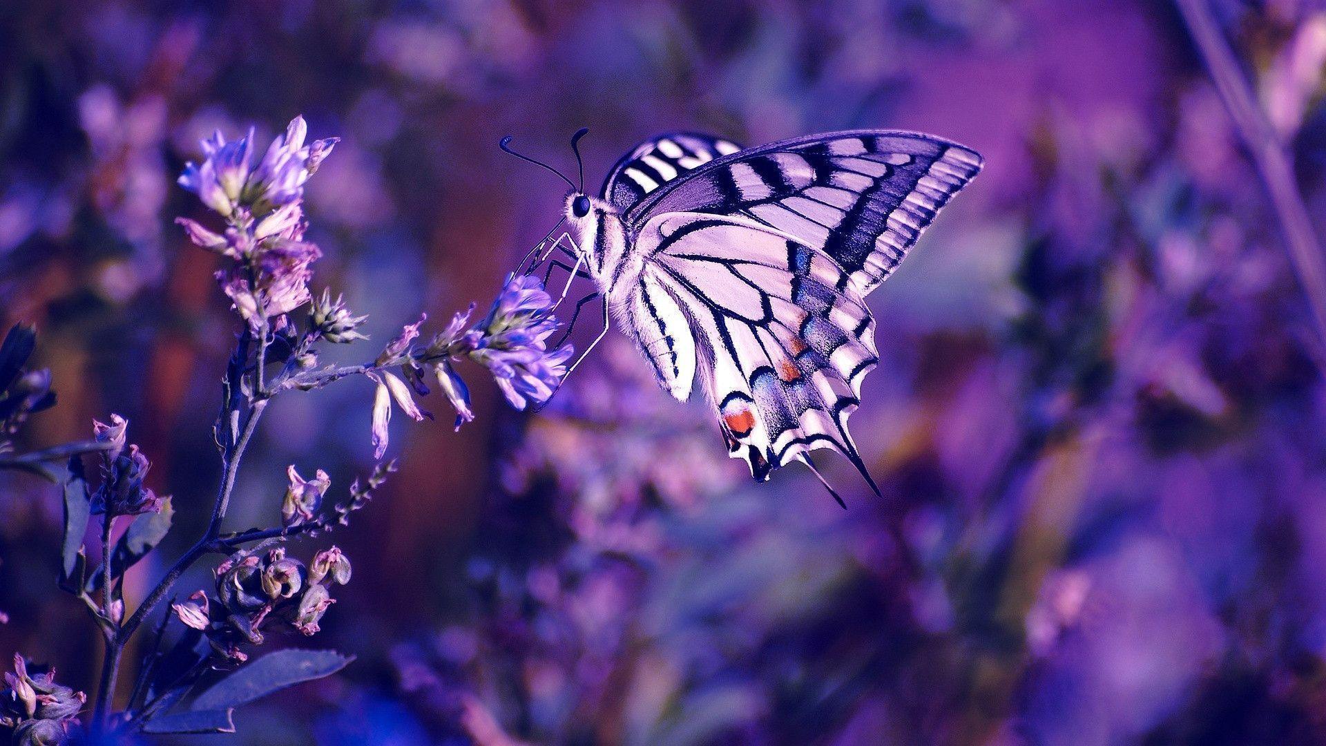 Beautiful butterfly desktop PC and Mac wallpaper