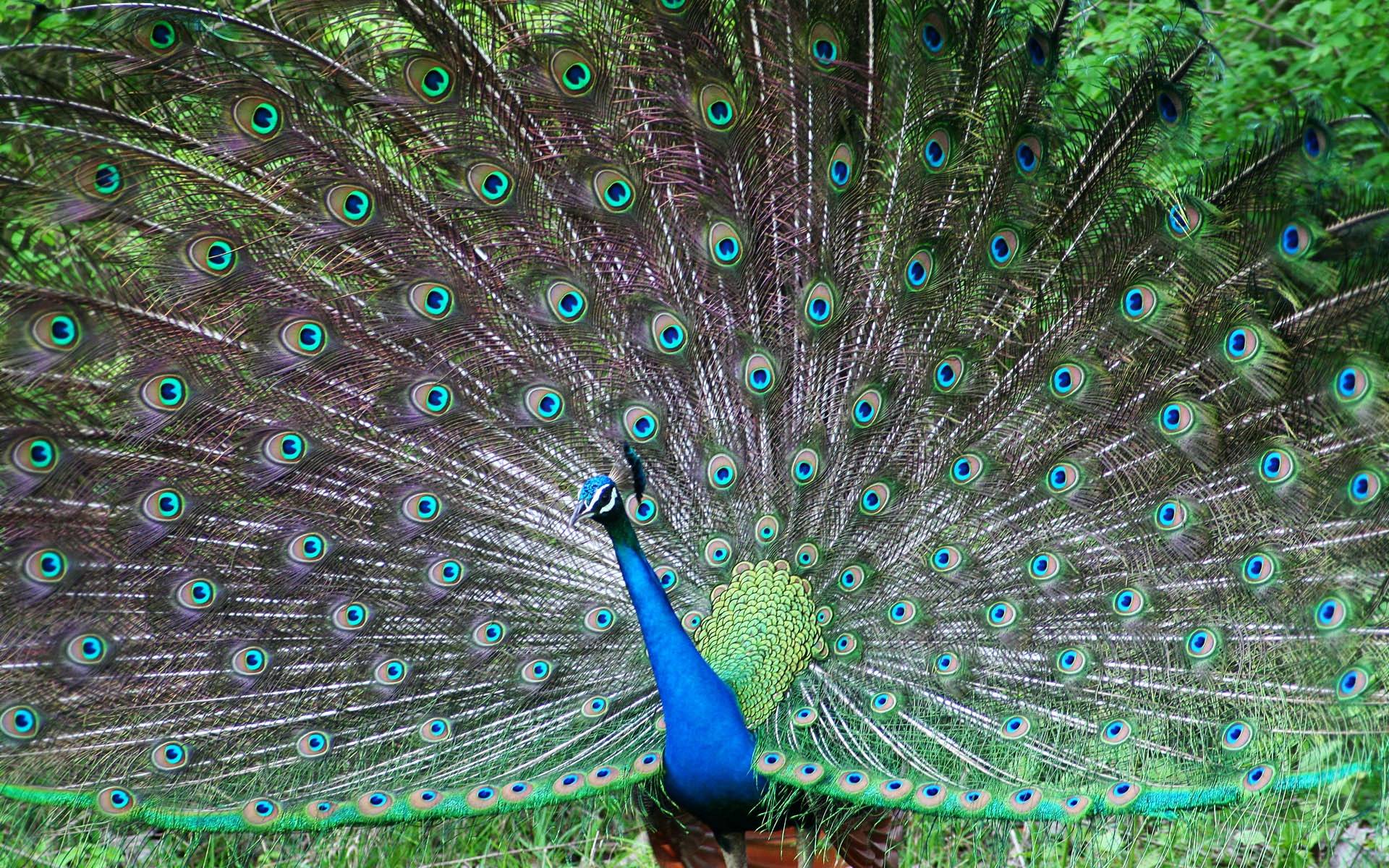 Peacock Feather Wallpaper HD for Desktop Background. Genovic
