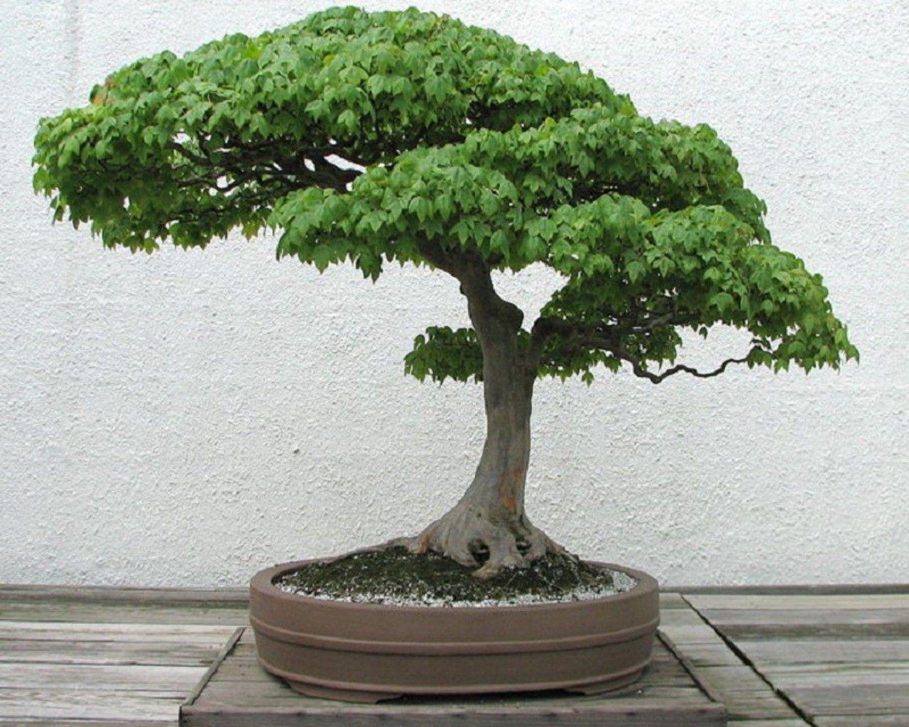 Bonsai Tree Wallpaper and Background