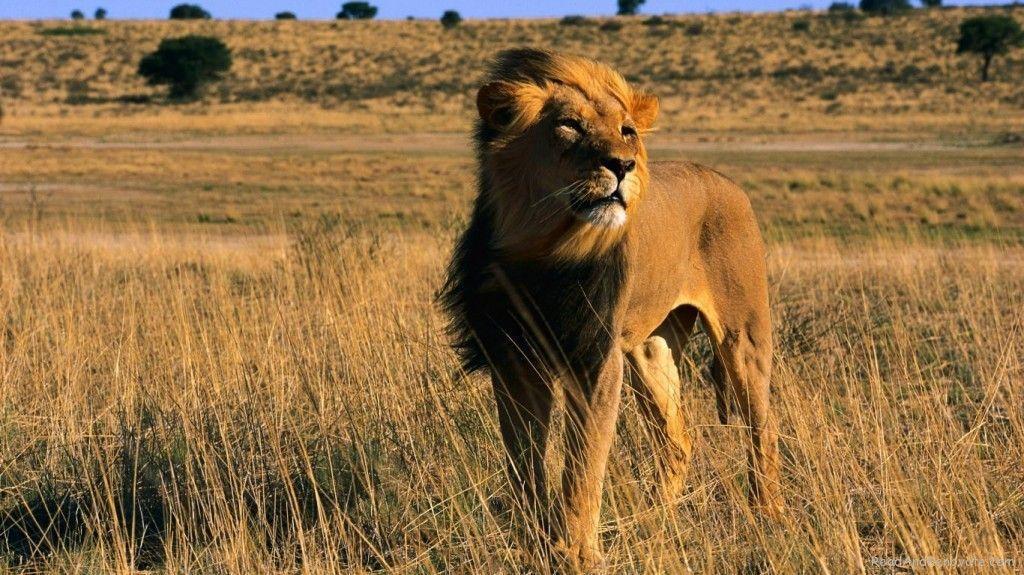 Latest Lion King Male Africa Animal Cat Wallpaper