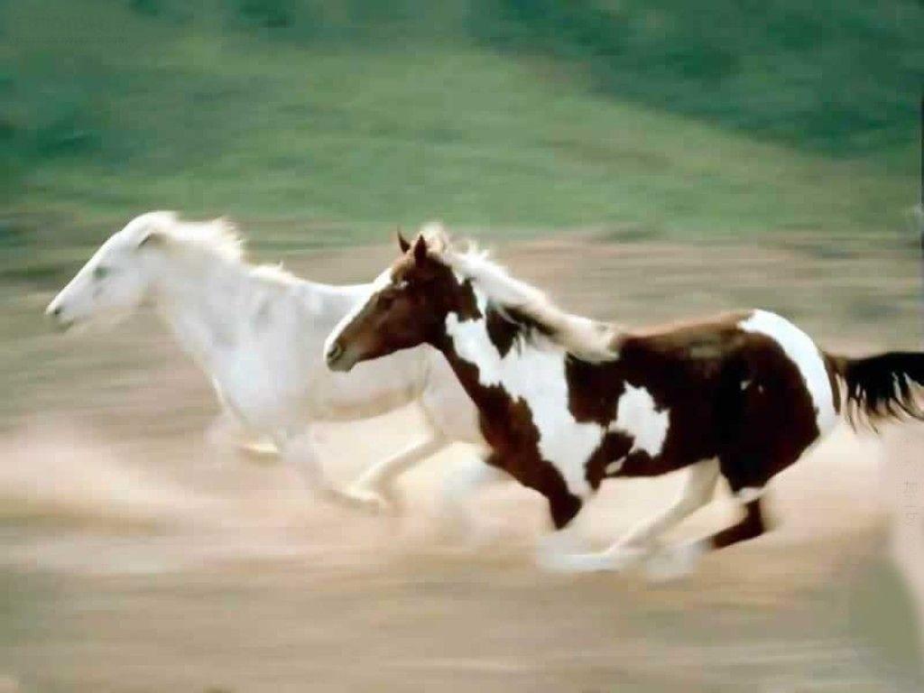 Horses running HD Wallpaper Wallpaper Inn