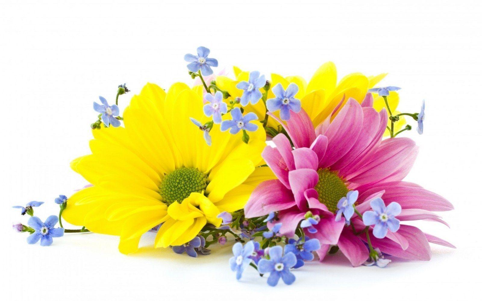 Flower Background Free Image Wallpaper