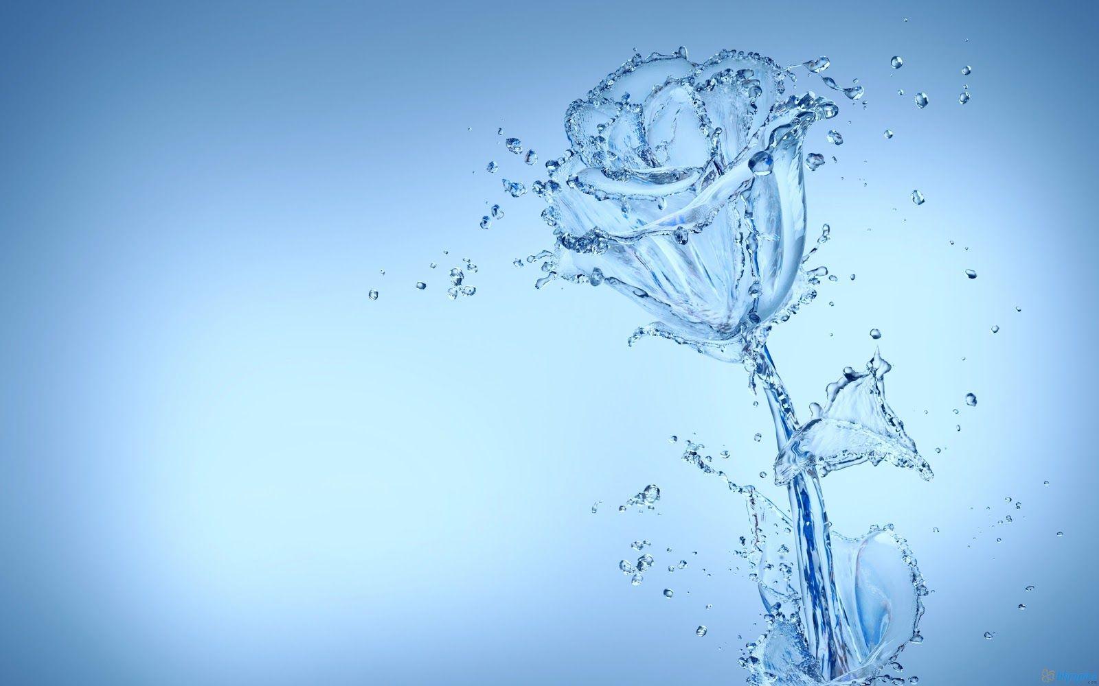 Water Flowers Image Wallpaper Free High Res