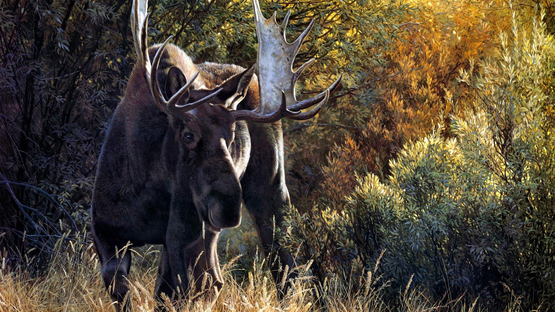 Moose HD Wallpaper. Moose Desktop Wallpaper and Picture. Cool