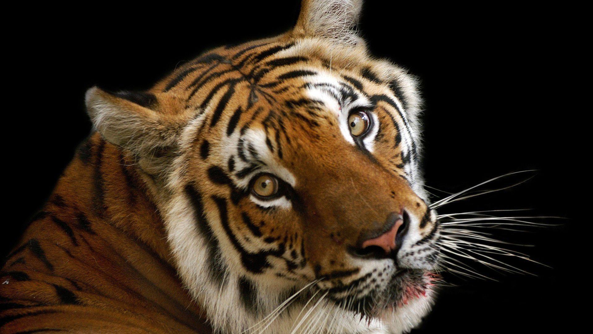 angry Tiger Face HD wallpaper download