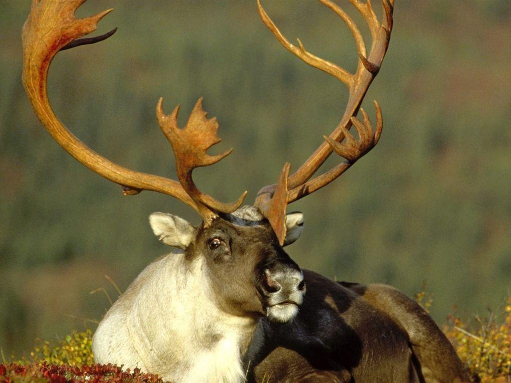 Alaska reindeer wallpaper wallpaper download