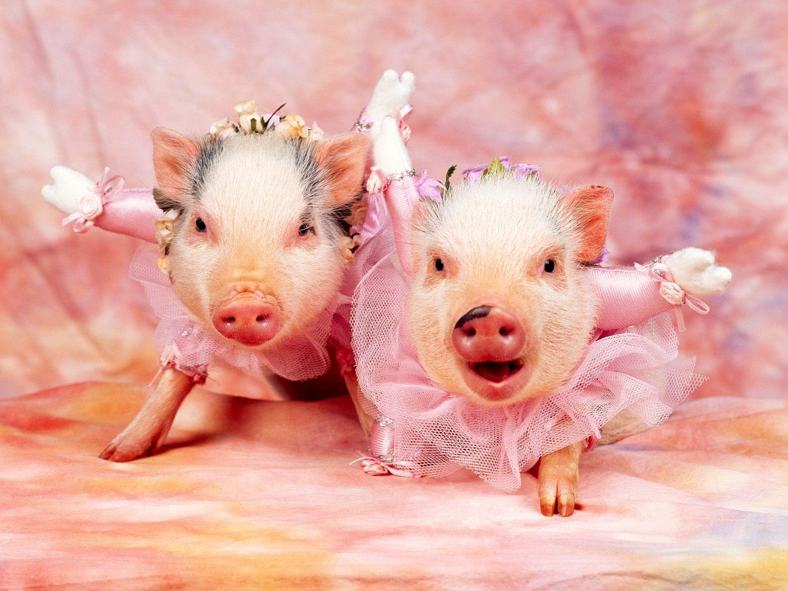 Cute Pig Free Wallpaper FlashRolls.com Animal