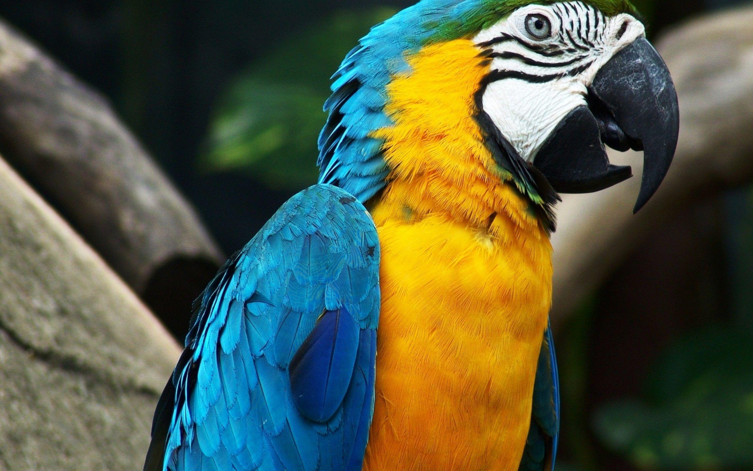 Blue Yellow Macaw Parrot Wallpaper Wallpaper Nature Free