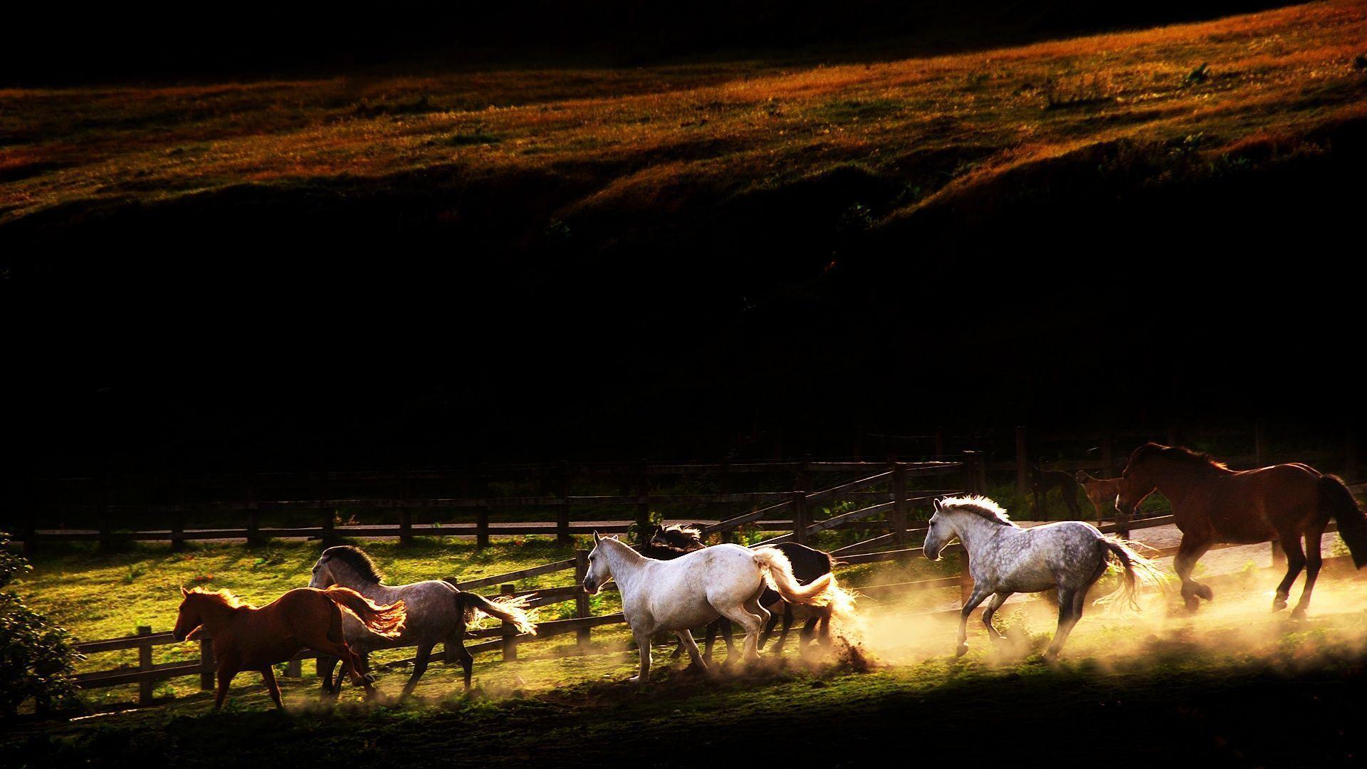 Download Runing Horse HD Desktop Image Wallpaper 1920x1080