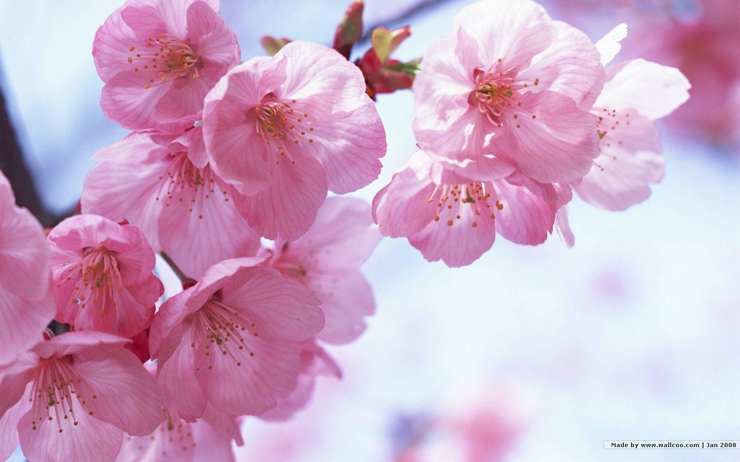 1440*900 Japanese Sakura wallpaper Cherry Blossom