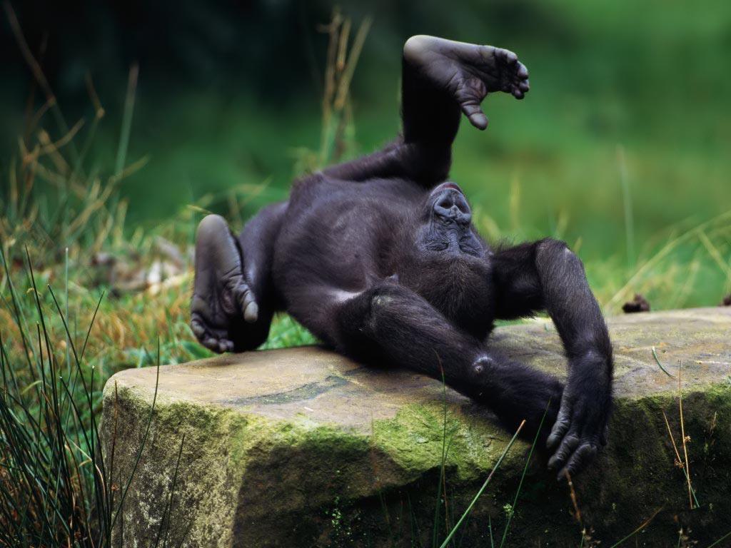 Desktop Wallpaper · Gallery · Animals · Orangutan baby monkey