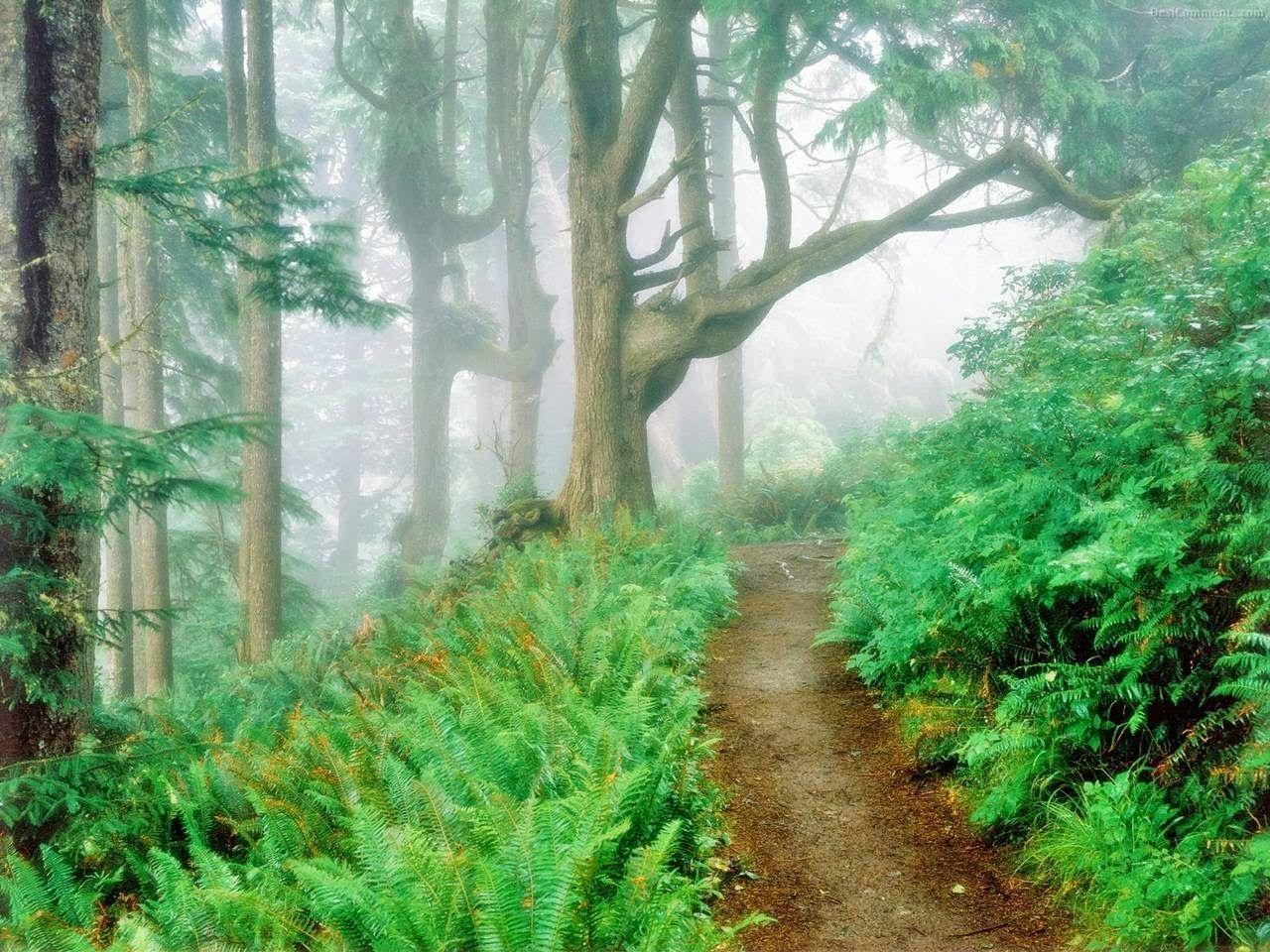Foggy Forest Wallpaper In HD