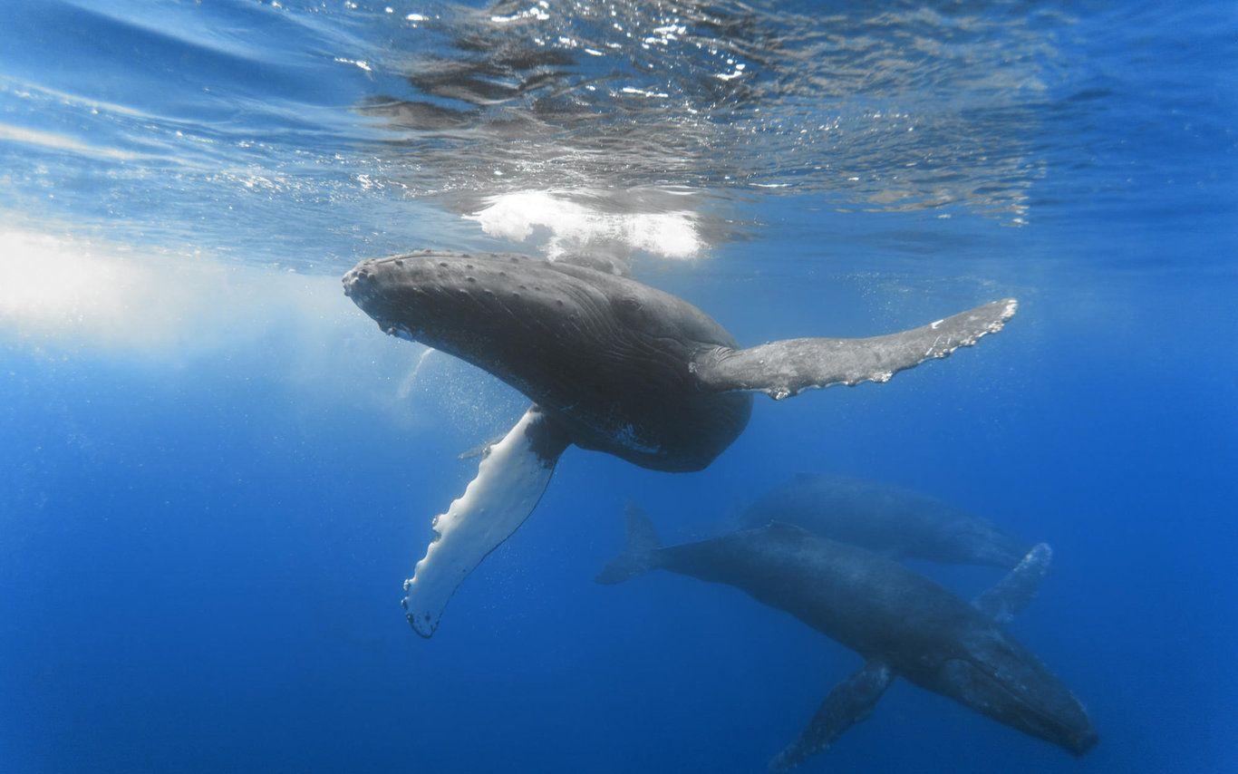 image For > Blue Whales Wallpaper