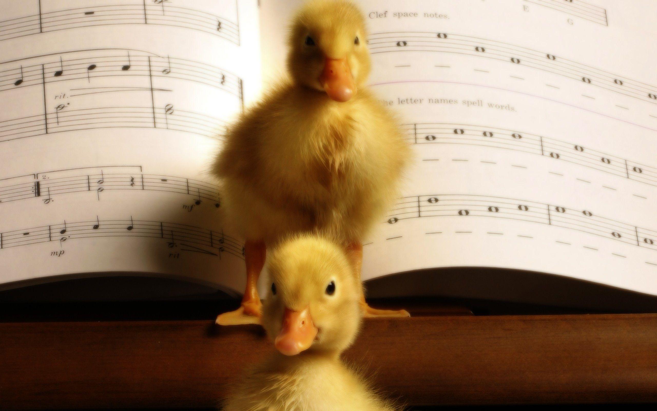 Musical, Ducks