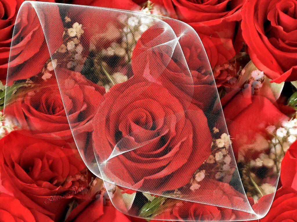 Flowers For > Rose Image For Desktop