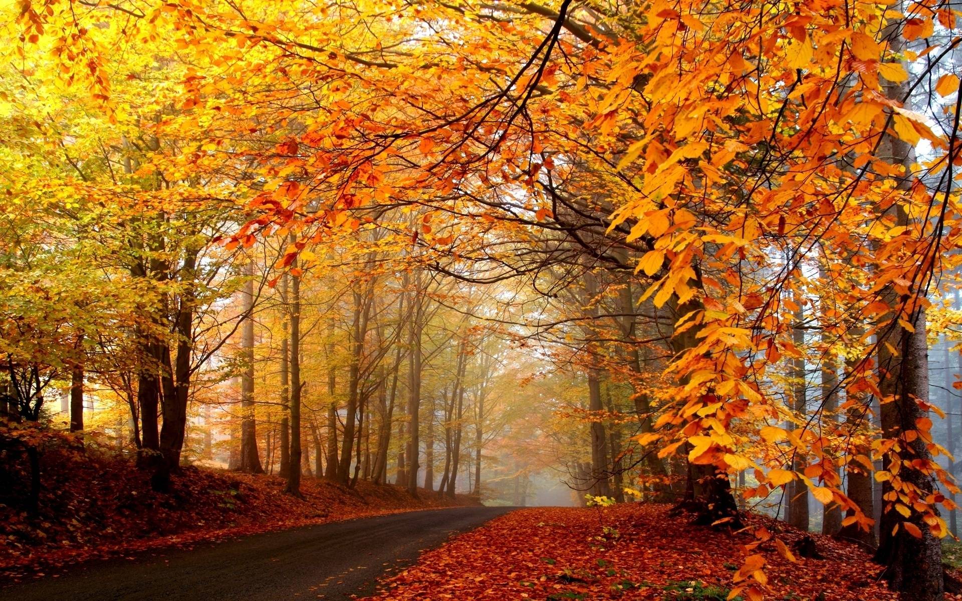 Pix For > Autumn Forest Wallpaper HD