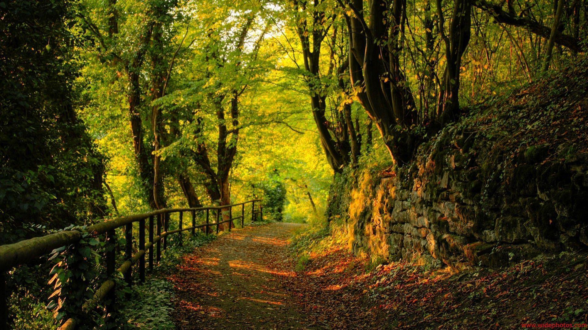 Wallpaper Way Trough The Forest Wide Os HD 1920x1080PX