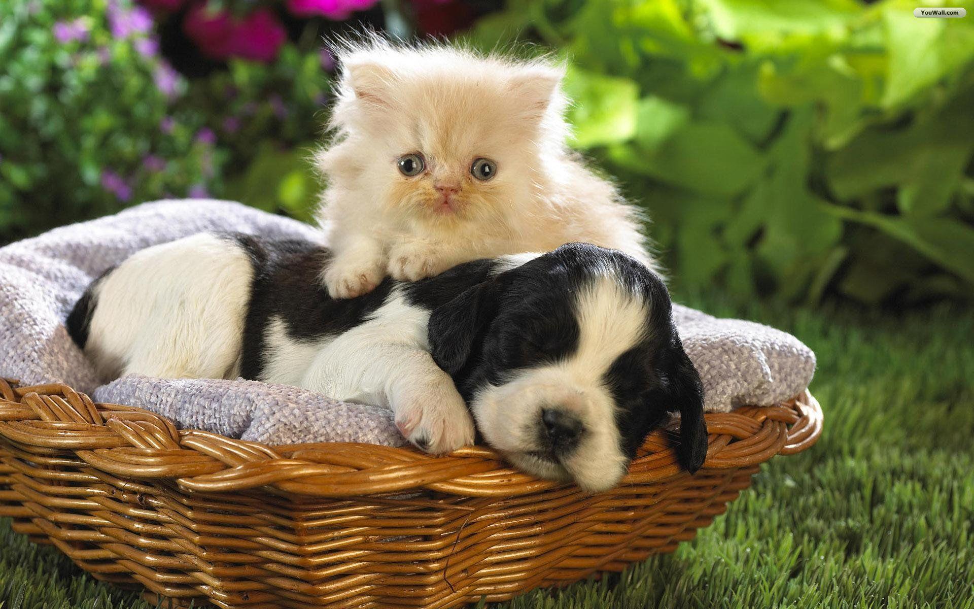 Cat And Dog Wallpaper 53 20741 High Definition Wallpaper