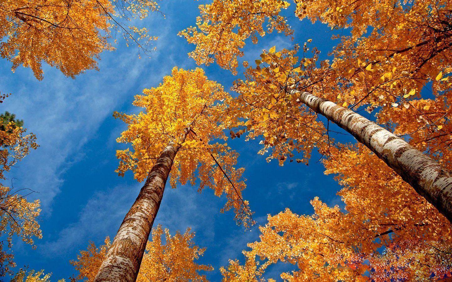 Sky Trees Autumn Season Wallpaper, HQ Background. HD wallpaper