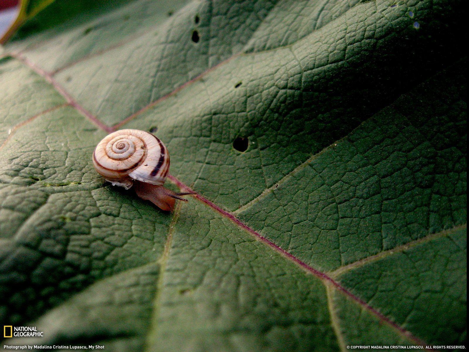 Snail Photo
