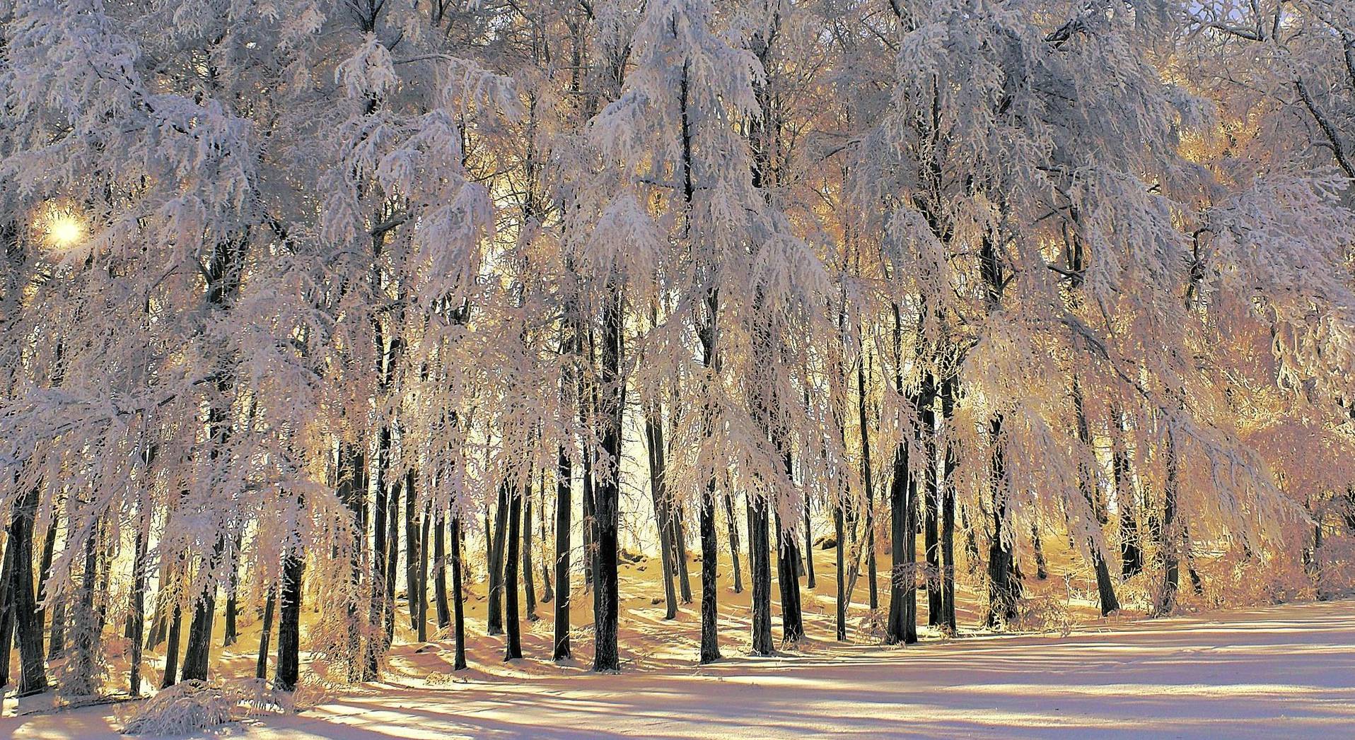 HD Winter Trees Wallpaper
