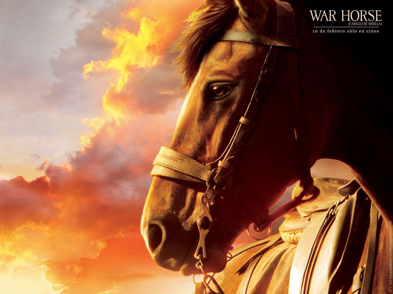 Download War Horse HD Wallpaper for Desktop