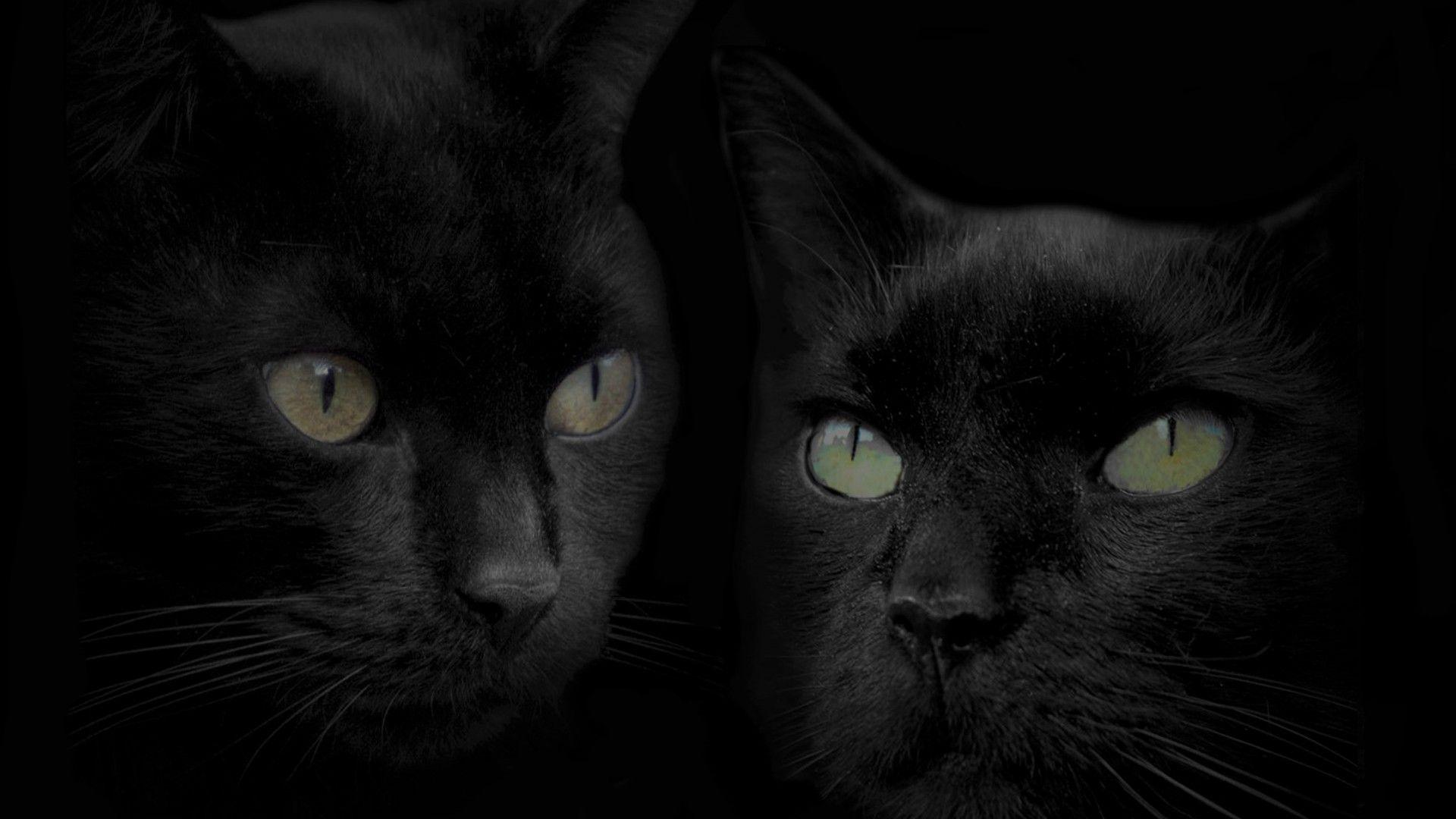 black cat wallpaper Black Cat Wallpaper Free