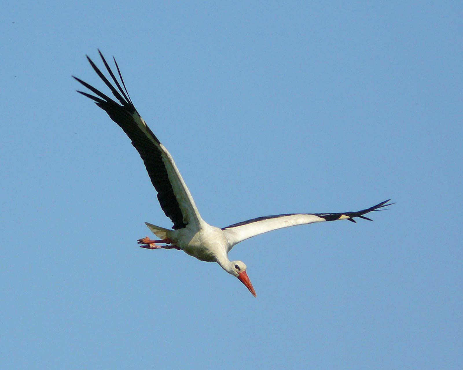 Stork Wallpapers - Wallpaper Cave