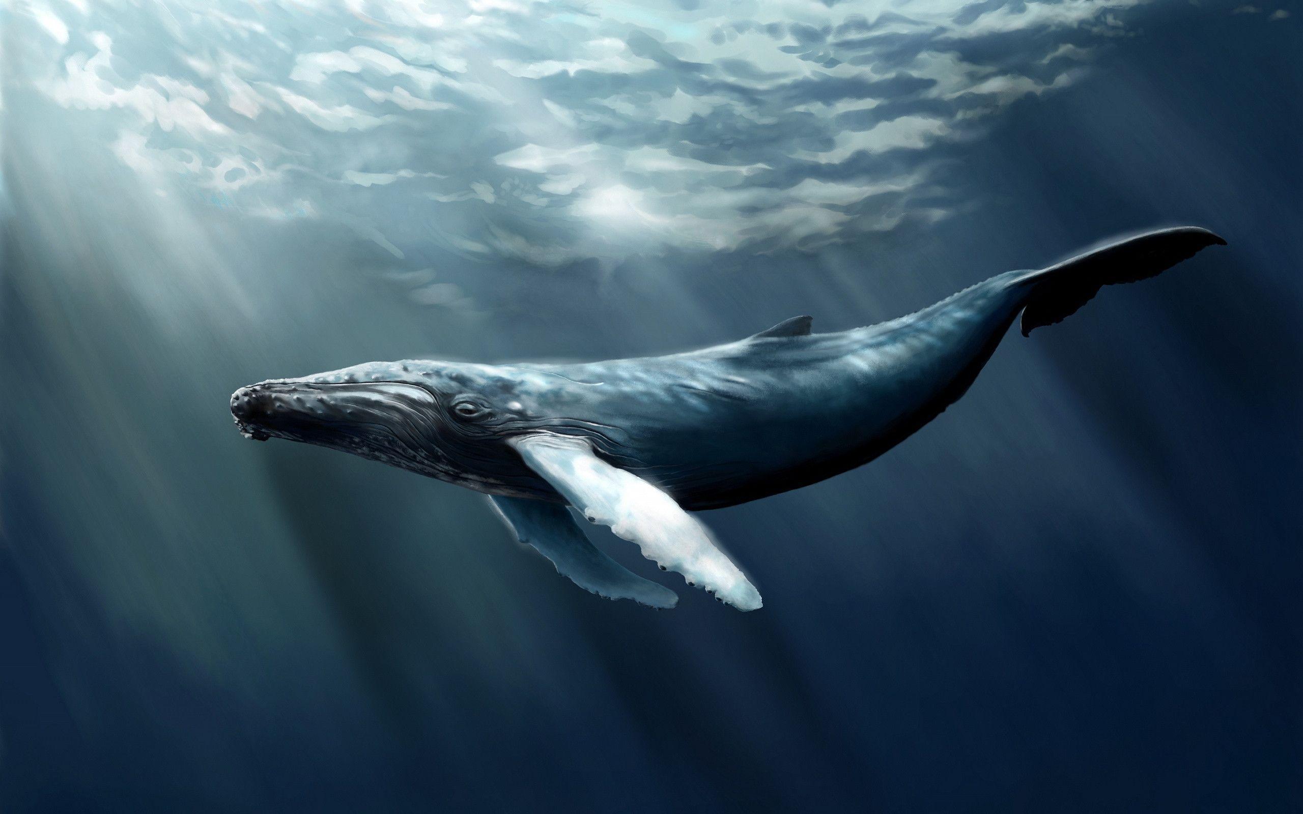 Humpback whale art Wallpaper