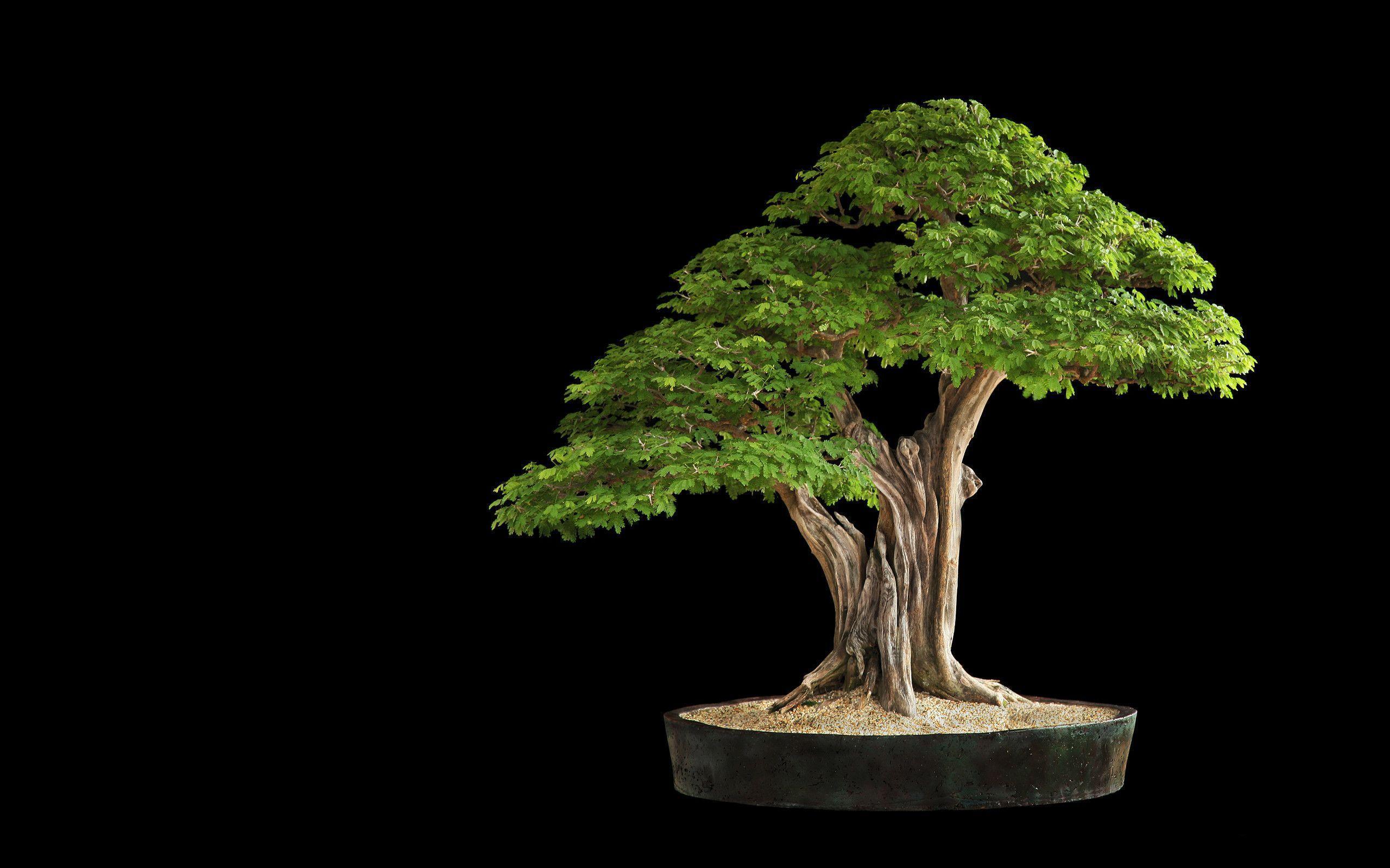 Bonsai Tree Wallpaper