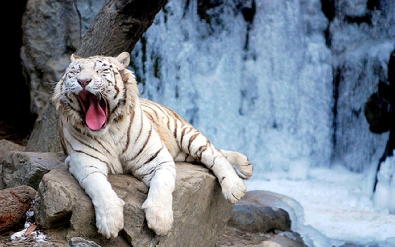 White Tiger HD Wallpaper and Background