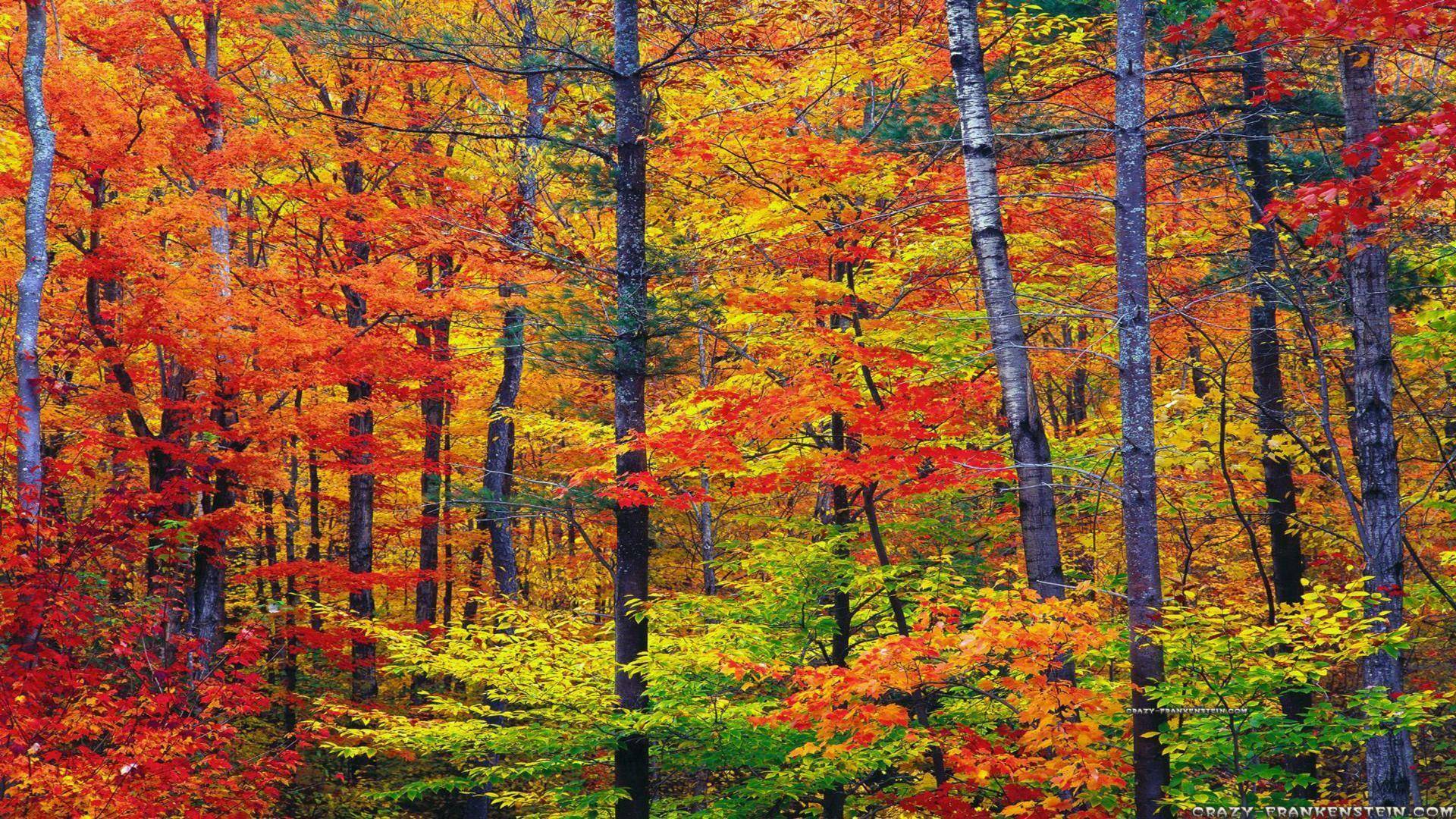 Colors of new Hampshire wallpaper scenic ws free desktop
