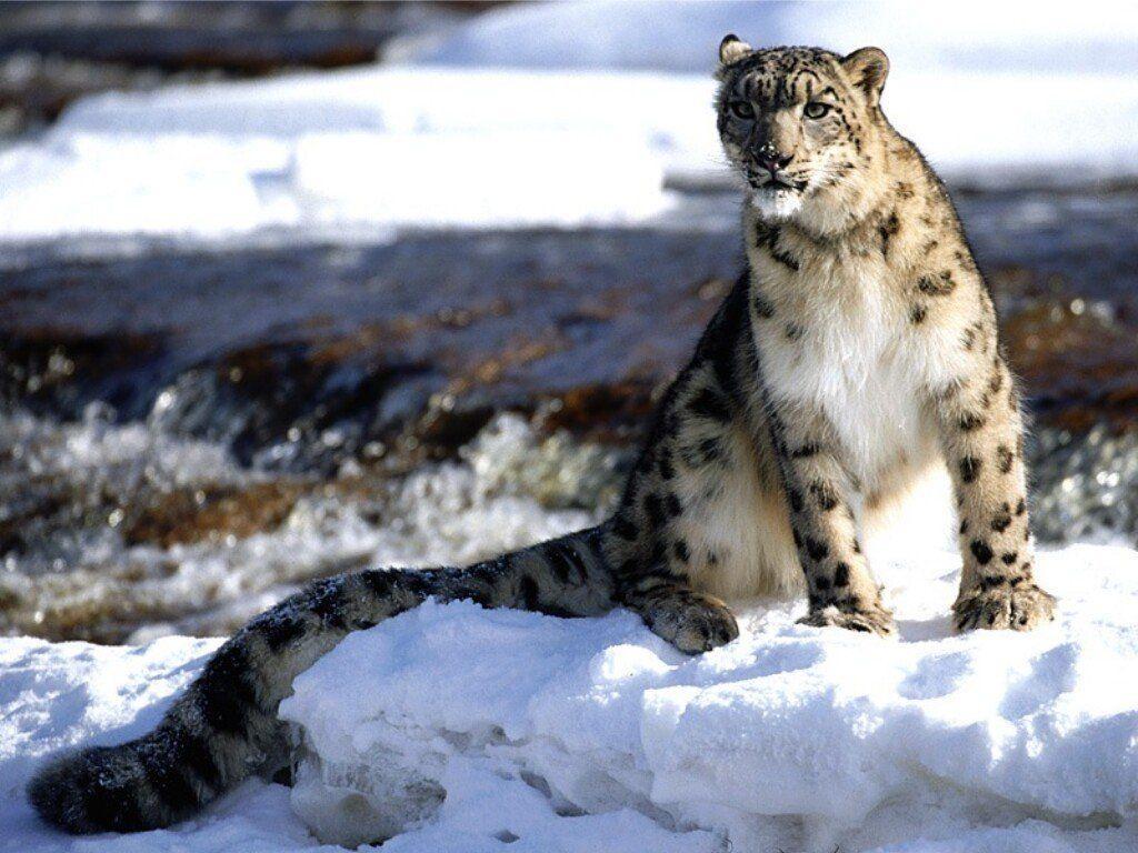 Focused Snow Leopard Cats Wallpaper