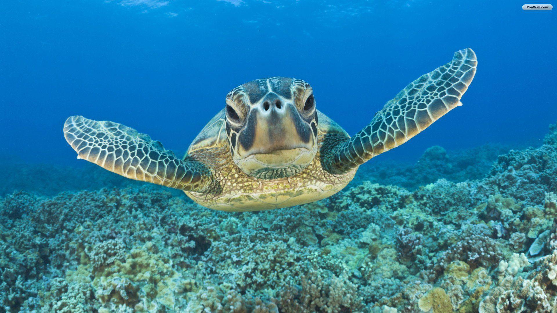 Animal Underwater Turtle (id: 168256)