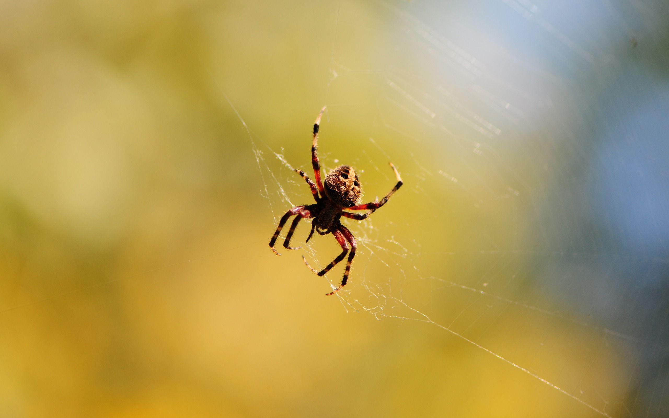 HD Poisonous Spider Wallpaper